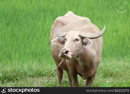 closeup of white water buffalo in field