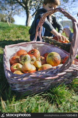 Closeup of wicker basket with fresh organic apples and children putting fruit harvest in the background. Healthy food and childhood concept. . Wicker basket with fresh organic apples from harvest