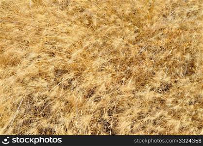 Closeup of wild dried grasses and seeds after a hot dry summer. Dried Grasses