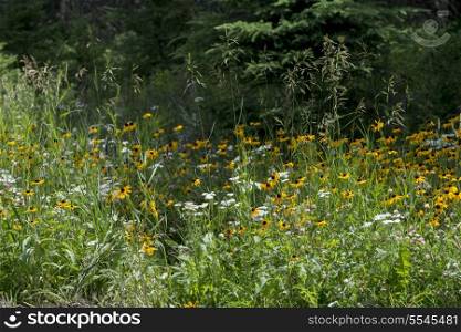 Closeup of wild flowers in a field, Lake Audy Campground, Riding Mountain National Park, Manitoba, Canada