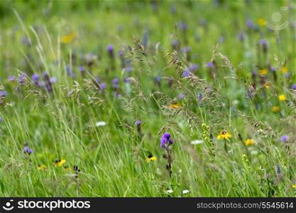 Closeup of wild flowers in a field, Lake Audy Campground, Riding Mountain National Park, Manitoba, Canada