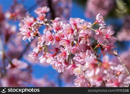 Closeup of Wild Himalayan Cherry (Prunus cerasoides) or thai sakura flower at khun chang kian, Chiang Mai, Thailand.