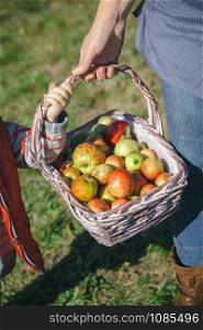 Closeup of woman and little girl holding a wicker basket with fresh organic apples. Healthy food and harvest time concept.. Woman and little girl holding basket with apples