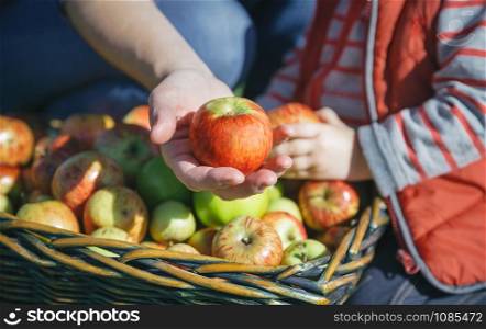 Closeup of woman hand showing a fresh organic apple and little girl picking fruit in a wicker basket. Healthy food and harvest time concept.. Woman hand showing organic apple from the harvest