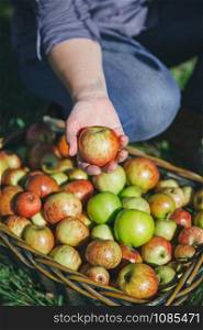 Closeup of woman hand showing a fresh organic apple from the wicker basket with colorful fruit. Healthy food and harvest time concept.. Woman hand showing organic apple from the harvest