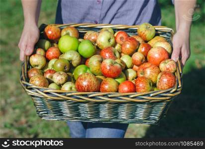 Closeup of woman hands holding wicker basket with fresh organic apples. Healthy food and harvest time concept.. Woman hands holding wicker basket with organic apples