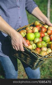 Closeup of woman hands holding wicker basket with fresh organic apples. Healthy food and harvest time concept.. Woman hands holding wicker basket with organic apples