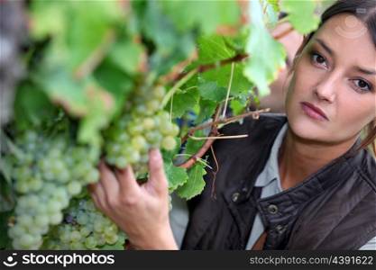 Closeup of woman looking at grapes in a vineyard