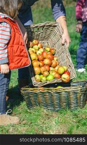 Closeup of woman with basket putting fresh organic apples in other wicker basket with fruit harvest and adorable little girl looking. Nature and family concept. . Woman putting apples in basket and little girl looking