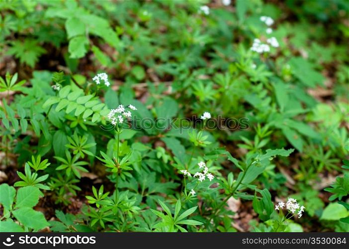 Closeup of woodruff white flowers in spring (Waldmeister - Gallium odoratum)