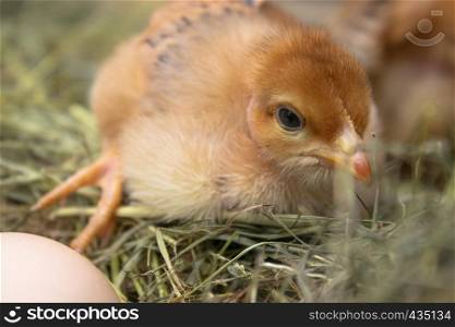 Closeup of yellow chickens in the nest, yellow little chickens, fresh egg in the nest on the farm. Poultry farming. Agriculture.. Closeup of yellow chickens in the nest, yellow little chickens, fresh egg in the nest on the farm. Poultry farming.