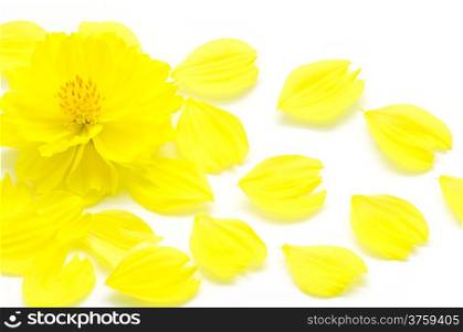 Closeup of yellow Cosmos flower, isolated on a white background