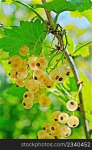 closeup of yellow currants. Golden currants at a branch. White currant at a branch