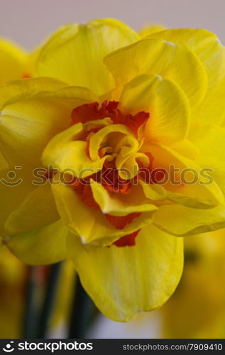 Closeup of yellow daffodil