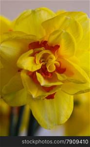 Closeup of yellow daffodil