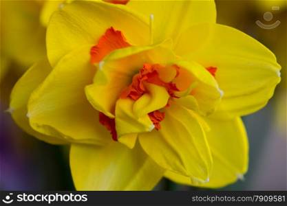 Closeup of yellow daffodil