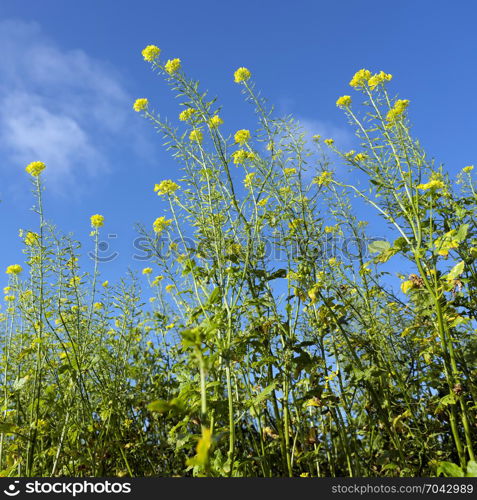 closeup of yellow flowers of mustard seed plants against blue sky