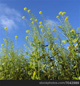 closeup of yellow flowers of mustard seed plants against blue sky