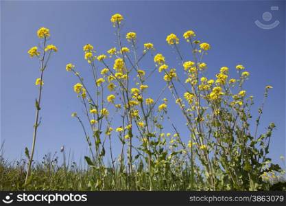 closeup of yellow flowers of rapeseed and blue sky