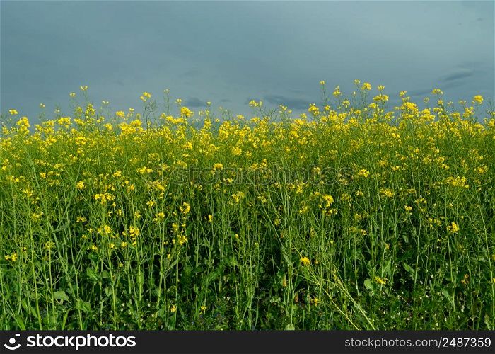 Closeup of yellow-green canola and cloudy sky, spring view