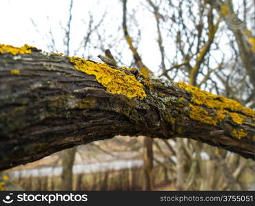 Closeup of yellow lichen on a branch in front of a tree with more lichen