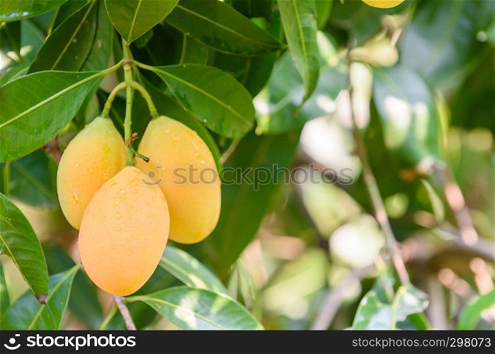 Closeup of yellow marian plum (maprang)hanging,marian field,marian farm.Selective focus with blur background and copy space. Agricultural concept,Agricultural industry concept