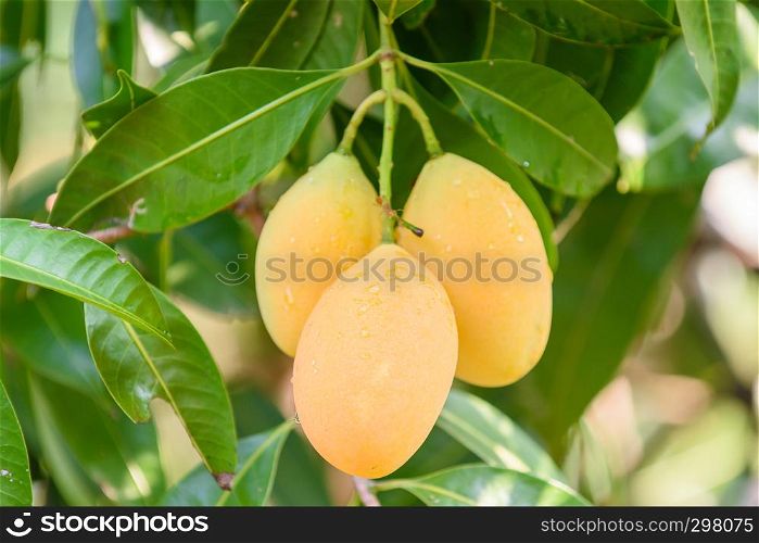 Closeup of yellow marian plum (maprang)hanging,marian field,marian farm.Selective focus with blur background . Agricultural concept,Agricultural industry concept