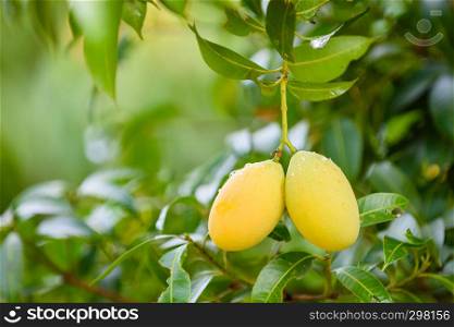 Closeup of yellow marian plum (maprang)hanging,marian field,marian farm.Selective focus with blur background and copy space. Agricultural concept,Agricultural industry concept