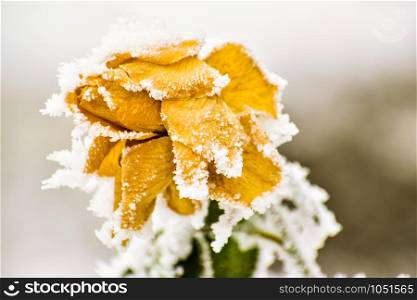 Closeup of yellow rose frozen and covered in ice and rime during winter in someone&rsquo;s garden