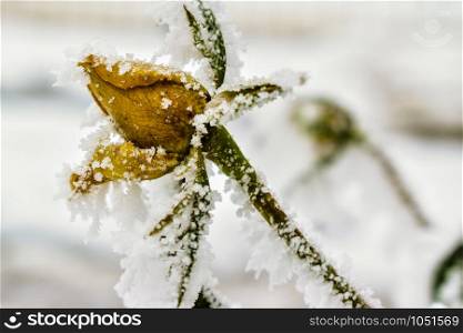 Closeup of yellow rose frozen and covered in ice and rime during winter in someone&rsquo;s garden