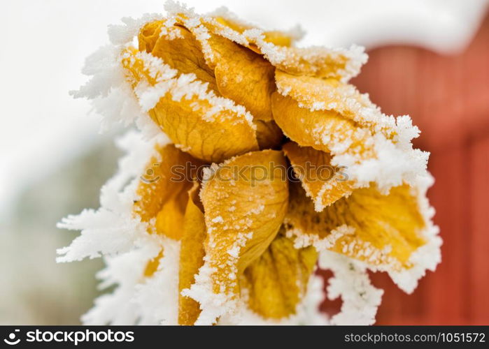 Closeup of yellow rose frozen and covered in ice and rime during winter in someone&rsquo;s garden