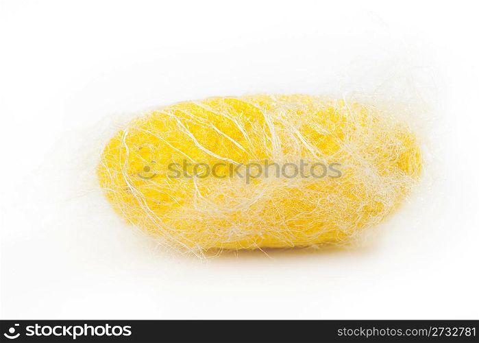 closeup of yellow silkworm cocoon isolated on white background