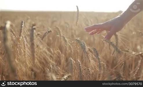 Closeup of young woman&acute;s hand touching spikelets in cereal field in rays of setting sun. Female hand touching golden wheat spikes at sunset light while walking through field. Slow motion. Steadicam stabilized shot.