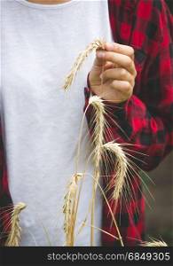 Closeup of young woman in checkered shirt holding golding wheat ears in hand