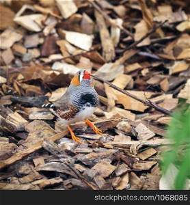 Closeup of zebra finch with bird band perched on a wood chips in the greenhouse and gathering materials for the nest building