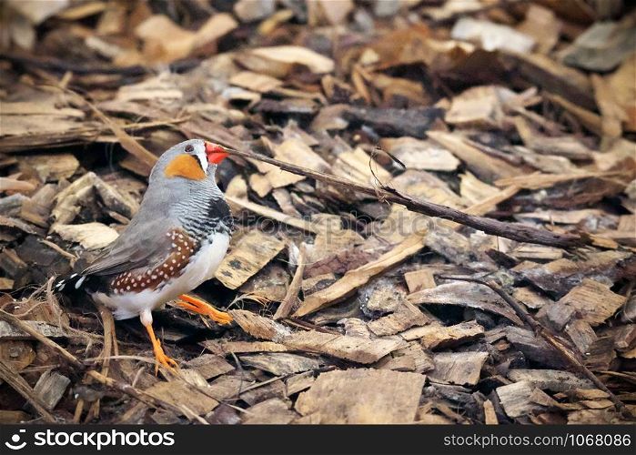 Closeup of zebra finch with bird band perched on a wood chips in the greenhouse and gathering materials for the nest building