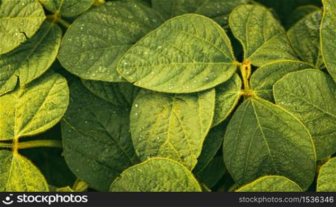 Closeup ofreen leaves of soybean plant, agricultural landscape. Green leaves of soybean plant, agricultural landscape