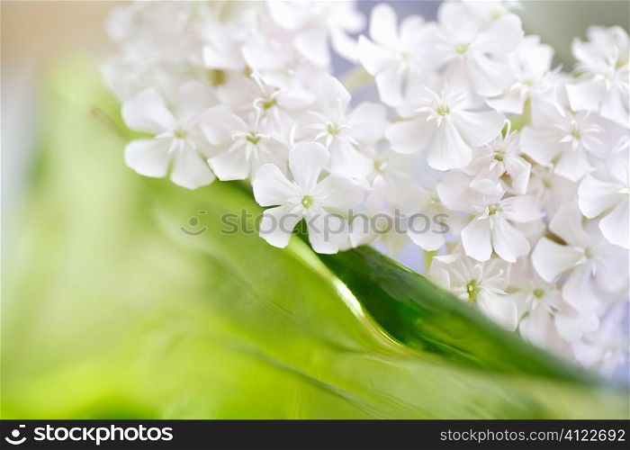 Closeup ofwhite flowers