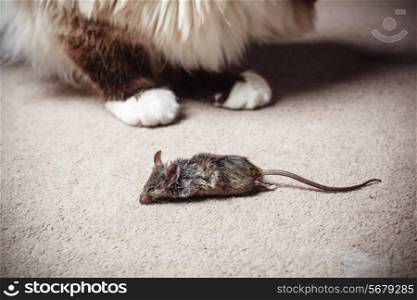 Closeup on a dead mouse with the paws of a cat visible in the background