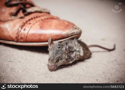 Closeup on a foot kicking a dead mouse indoors on a carpet