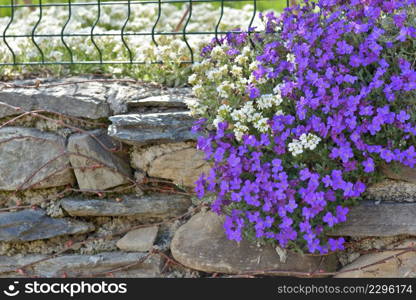 closeup on beautiful bush of purple bell flowers blooming on a rocky wall closed a garden