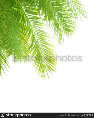 Closeup on beautiful fresh green palm tree leaves border isolated on white background, exotic foliage, tropical vacation, summer holidays concept