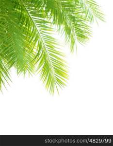 Closeup on beautiful fresh green palm tree leaves border isolated on white background, exotic foliage, tropical vacation, summer holidays concept