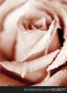 Closeup on beautiful fresh pink rose with morning dew