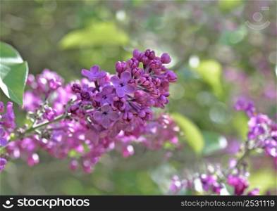 closeup on beautiful pink flowers of a lilac tree blooming in a garden