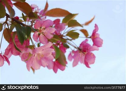 Closeup on blooming apple tree branch, blue sky background