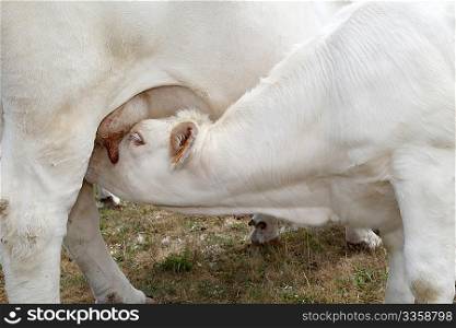Closeup on calf suckling cow udder