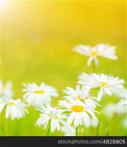 Closeup on daisies flowers field, sunny day, chamomile meadow, bright sunlight, abstract floral background, summer nature