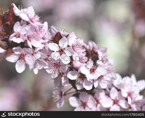 closeup on flowers of an ornamental prunus tree blooming in springtime. closeup on flowers of an ornamental prunus tree bloominf in springtime