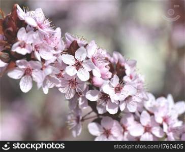 closeup on flowers of an ornamental prunus tree blooming in springtime. closeup on flowers of an ornamental prunus tree bloominf in springtime